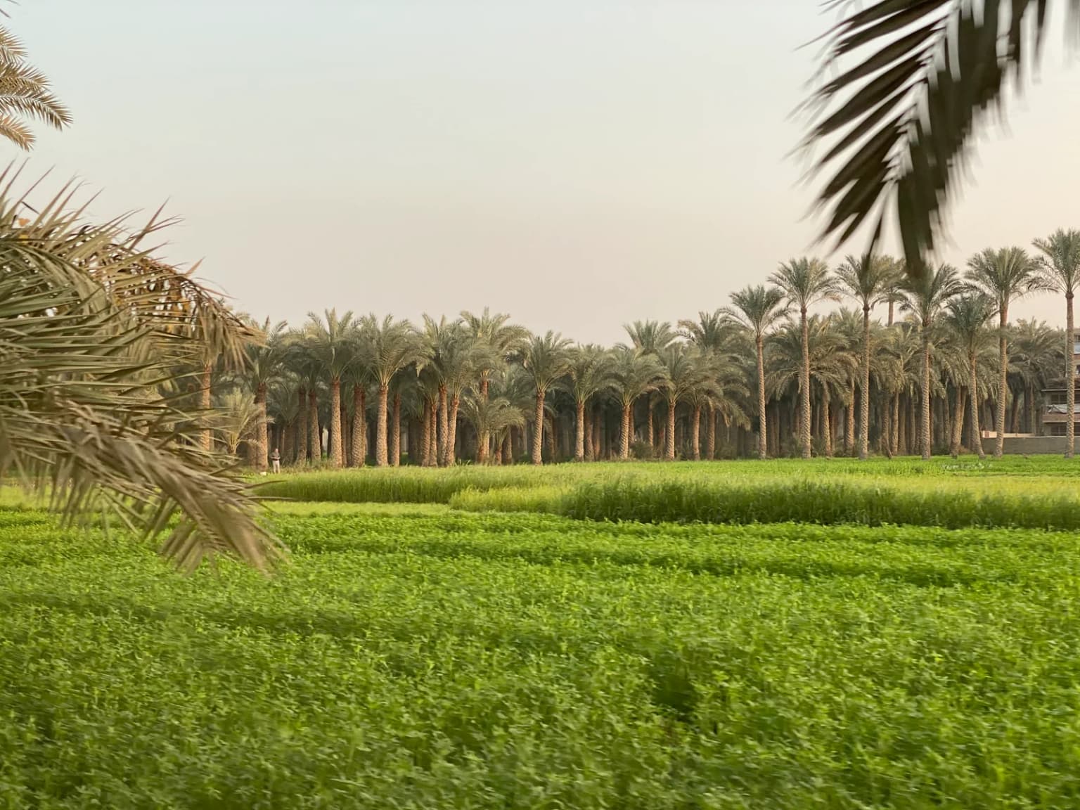 حقول خضراء ونخيل في الريف بالقرب من دهشور، مصر